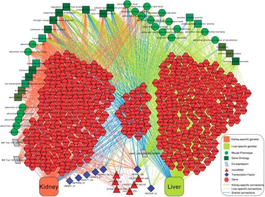 Gene-level network showing user-selected enriched terms from Gene Ontology, Mouse Phenotype, Co-expression, microRNAs and transcription factors for the kidney and liver-specific gene lists.