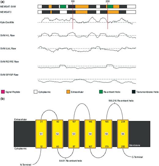 The diagram produced by the MEMSAT-SVM algorithm available via the PSIPRED server. (a) A schematic diagram of the transmembrane regions is presented. Directly below this a trace of the Kyte–Doolittle hydropathy plot (18) and below that four traces of the outputs for the four SVMs used to make the transmembrane region assignment are shown. (b) A cartoon of the transmembrane helix topology summarizing the linear coordinates for the helices and indicating where the protein’s extra- and intercellular regions are.