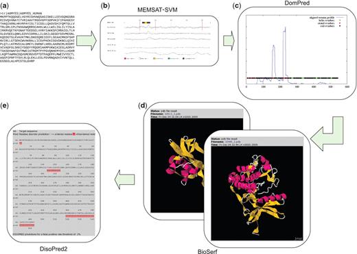 A typical series of analyses using our servers to annotate a protein of unknown function are shown. Putative human membrane protein A8MYE5 was selected for this analysis (a). It was initially submitted to a MEMSAT-SVM prediction to locate any transmembrane helices (b). In the third step, (c), the sequence is submitted to DomPred to locate any possible domain boundaries. As these do not conflict with the transmembrane helix assignment, the sequence is divided into it’s possible constituent domains and those domains that are not transmembrane are submitted to BioSerf for homology modelling (d). The larger domain has a long terminal region consisting of two beta sheets that are likely to be disordered rather than packed as in the prediction. To confirm this possibility, the larger domain is submitted the DISOPRED2 server. The DISOPRED2 prediction (e) confirms that the terminal stretch of the larger domain is likely to be disordered rather than packed onto the structure.