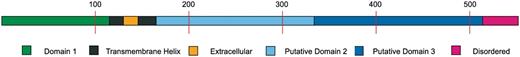The final, putative, annotation of Uniprot A8MYE5 sequence.