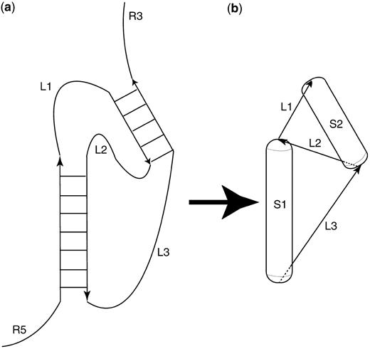 Scheme for mapping between an RNA secondary structure (a) and the used 3D coarse-grained representation (b). Each helix is represented as a capped cylinder (‘capsule’). Single-stranded regions between helices are represented as distance constraints. Only those RNA secondary structures can be a (partial) solution of a secondary structure prediction, for which the algorithm succeeds in placing the corresponding capped cylinders such that they do not collide and do not violate distance constraints.