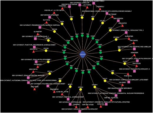 Network representation of orthologous phenotype network of cataract. The green and yellow colored nodes represent the mouse and human genes associated with cataract, respectively. The pink rectangles are the human allelic variants from OMIM, while the red triangles show the implicated mutation in human genes.