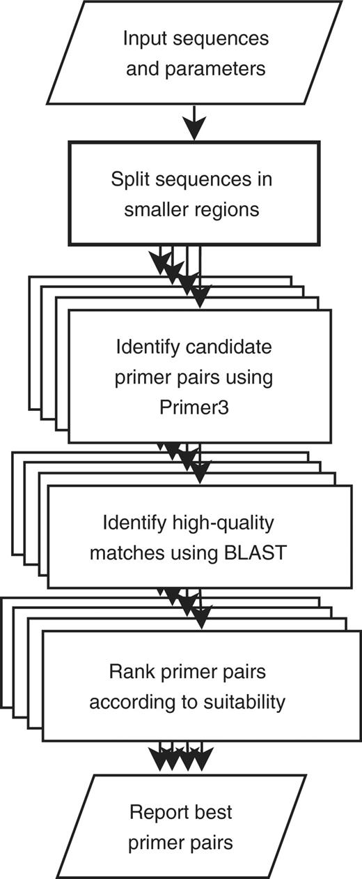 Overview of the PCRTiler oligonucleotide design process. The input sequences are first split into smaller regions according to the parameters defined by the user. A primer pair targeting each of these sub-regions will be designed. PCRTiler maximizes utilization of server resources by designing as many primer pairs in parallel as the server has processors. Candidate primer pairs are identified using Primer3, and BLAST is used to exclude primers with a high cross-hybridization potential (see text). A report is generated when all design tasks are finished.