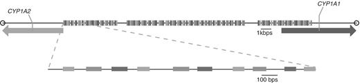 The CYP1A1–CYP1A2 intergenic region that was used to validate a large-scale PCRTiler result. PCRTiler was used to compute primer pairs in this region, designing one primer pair every 200 bp. The intergenic region shown measures 24.3 kb. Each vertical bar (123) represents an amplicon targeted by a primer pair designed by PCRTiler. A closeup view of the first 10 amplicons is shown underneath.