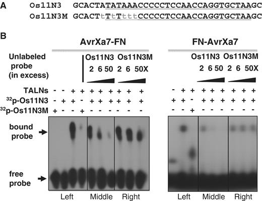  Binding specificity of AvrXa7-FN and FN-AvrXa7 fusion proteins to their target DNA. ( A ) Sense-strand sequences of the wild type (Os11N3) and mutant (Os11N3 M) oligonucleotide duplexes used in the EMS assays. ( B ) EMS assays demonstrating specificities of AvrXa7-FN and FN-AvrXa7 binding to the AvrXa7 EBE sequence. The set of gel images to the left depict results with AvrXa7-FN, while set of gel images to the right depict results with FN-AvrXa7. The left panels of each set show binding of AvrXa7-FN and FN-AvrXa7 to the authentic, 32 P-labeled, Os11N3 DNA target element but not to the mutated target. Competition assays (middle and right panels of each set) showing that the binding of 32 P-labeled Os11N3 EBE target by AvrXa7-FN and FN-AvrXa7 is effectively competed by excess amounts of non-radioactive Os11N3 oligonucleotides (middle panels of each set), but not by the non-radioactive mutated version of Os11N3 DNA (right panels). Positions of the bound and free probes are indicated at the left of the autoradiograph. 
