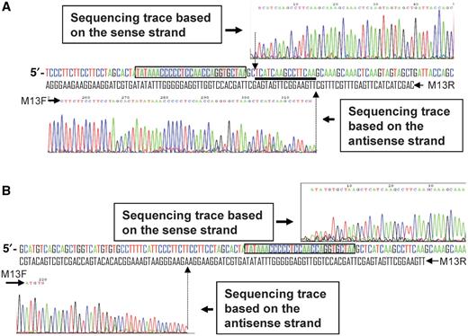  DNA sequencing revealing the major cleavage sites created by the AvrXa7-FN ( A ) and FN-AvrXa7 ( B ). (A) DNA sequencing chromatogram above the original Os11N3 dsDNA sequence (sense strand colored for ease of viewing) is based on the sense strand of the 0.8 kb fragment purified from lane 8 in Figure 3 B. The M13 R primer was used for sequencing the sense strand. The chromatogram, which represents the sense strand sequence around the cleavage site, is in reverse-complement orientation for ease of viewing. The chromatogram below the dsDNA sequence is derived from the antisense strand of the 2.1 kb DNA fragment (also from lane 8 in Figure 3 B) to the left of the predicted AvrXa7-FN cleavage site. The AvrXa7-FN binding site is boxed in shaded gray. The vertical arrows denote the obvious cleavage sites in both strands. The thick underline indicates the 15 bp region downstream of the EBE site in which the vast majority of AvrXa7-FN cleavage occurred. (B) DNA sequencing chromatograms of two DNA fragments derived from pTOP/11N3 treated with FN-AvrXa7 and purified from lane 5 in Figure 3 B. Labeling is similar to that used for (A). 