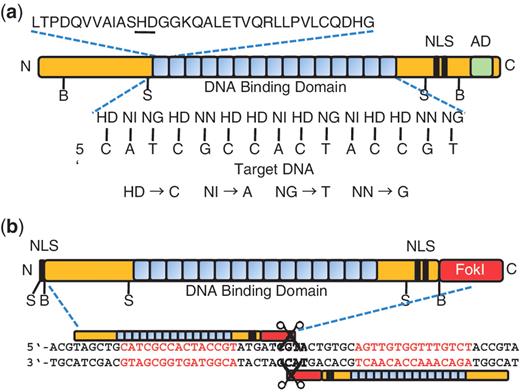 TAL effector and TALEN structure. ( a ) Structure of a naturally occurring TAL effector. A consensus repeat sequence is shown with the repeat-variable di-residue (RVD) underlined. The sequence of RVDs determines the target nucleotide sequence. The four most common RVDs, on which our designs and plasmids are based, are shown with their most frequently associated nucleotide. Some evidence suggests that the less common RVD NK (not displayed) has greater specificity for G than NN does and for that reason our plasmid set also includes NK modules. ( b ) Structure of a TALEN. Two monomeric TALENs are required to bind the target site to enable FokI to dimerize and cleave DNA. NLS, nuclear localization signal(s); AD, transcriptional activation domain; B, BamHI; S, SphI.