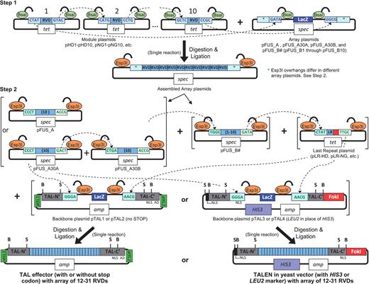 Golden Gate assembly of custom TAL effector and TALEN constructs using module, array, last repeat and backbone plasmids. By using the type IIS restriction endonucleases BsaI and Esp3I, modules containing the desired RVDs can be released with unique cohesive ends for ordered, single-reaction assembly into array plasmids in a first step, and those arrays subsequently released and assembled in order in a second step into a backbone plasmid to create full length constructs with custom repeat arrays (see text for details). NLS, nuclear localization signal(s); AD, transcriptional activation domain; tet , tetracycline resistance; spec , spectinomycin resistance; amp , ampicillin resistance; attL1 and attL2, recombination sites for Gateway cloning; B, BamHI, and S, SphI, useful for subcloning custom repeat arrays. Unique restriction enzyme sites flanking the coding sequences, useful for subcloning the entire constructs into other vectors, are not shown but can be found in the sequence files ( Supplementary Data ).