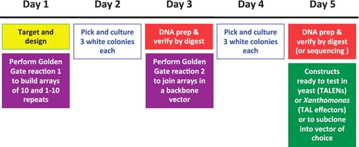 TALEN or TAL effector construct assembly timeline.