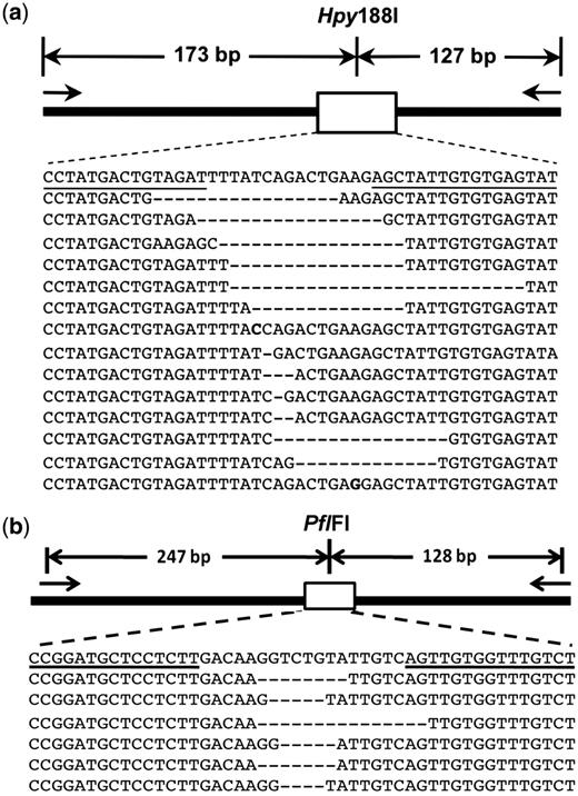 Site-directed mutagenesis in human embryonic kidney cells and Arabidopsis protoplasts using custom TALENs. TALENs targeted to the human HPRT1 gene (pair HPRT1 B in Figure 5 ) and the Arabidopsis ADH1 gene ( Figure 5 ) were transiently expressed in human embryonic kidney cells and in Arabidopsis protoplasts, respectively and the targets subsequently amplified and sequenced (see text for details). Prior to amplification, genomic DNA was digested with a restriction endonuclease having a site present in the TALEN target site to reduce amplification of wild-type sequences and enrich the amplicon pool for mutated ones. Results for HPRT1 are shown in (a) and ADH1 in (b). For each, the schematic at the top shows the chromosomal locus, short arrows designate primers used for PCR amplification following TALEN transient expression, sequence of the wild-type gene (top line) and unique mutated alleles obtained are shown below, binding sites for the TALEN monomers are underlined and the coincident restriction endonuclease site is indicated.