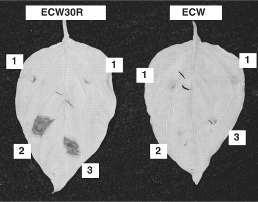 Activity of an AvrHah1 analog created using the Golden Gate method and our plasmid set. Shown are leaves of pepper varieties ECW30R, carrying the Bs3 resistance gene and ECW, lacking it, 48 h following spot-infiltration with suspensions of X. campestris pv. vesicatoria strain 85–10 transformed to deliver ( 1 ) Tal1c (the effector used to make the backbone plasmids in this study), ( 2 ) native AvrHah1 or ( 3 ) an AvrHah1 analog encoded by a construct made using the Golden Gate method and our plasmid set. Leaves were cleared with ethanol to reveal the accumulation of phenolic compounds, visible as dark stained areas, indicative of the hypersensitive reaction induced by TAL effector driven transcriptional activation of Bs3 .