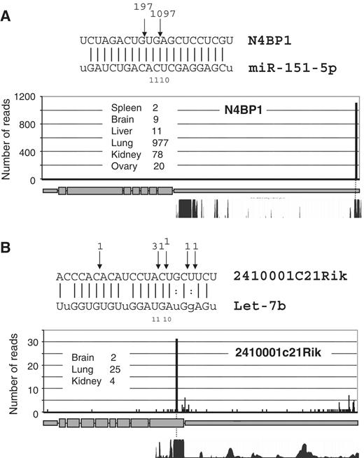  Prominent examples of miRNA-directed cleavage. Sequence alignments across sites of putative mRNA:miRNA base pairing are shown with read numbers in adult PARE libraries indicated at the point of cleavage. Read numbers along the length of the mRNAs ( A ) N4BP1 and ( B ) 2410001c21Rik are indicated with the prominent bar representing the site of expected cleavage. The 30-way mammalian sequence conservation is shown across these regions, indicating the sites of miRNA base pairing are widely conserved. 