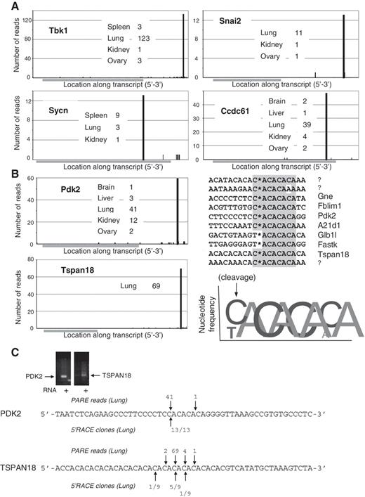  Prominent examples of non-miRNA directed cleavage. ( A ) Read numbers across the length of mRNAs from adult PARE libraries are shown for representative genes displaying prominent specific cleavage events. The number of reads associated with the cleavage event from individual libraries are indicated. Grey bars indicate the transcript coding region. ( B ) For a subset of transcripts (10 genes as exemplified by Pdk2 and Tspan18 and listed in the sequence alignment), cleavage occurs within a CA-repeat motif as indicated by the asterisk and represented graphically, with the letter height proportional to the percentage representation of that nucleotide. Three RNAs are un-named as they map to multiple locations within the genome including the introns of multiple mRNAs. ( C ) Using mouse lung tissue, gene specific 5′-RACE was used to identify endogenous CA-repeat associated termini. For PDK2, all 13 clones matched the termini found by PARE. For Tspan18, five out of nine clones matched the predominant terminus uncovered by PARE analysis. 
