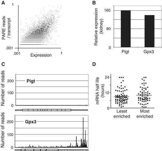  Examples of under- and over-represented transcripts within the uncapped polyadenylated degradome. ( A ) Relative mRNA expression levels in the kidney were determined by microarray and plotted against the sum total of reads mapping to each transcript, revealing a general positive correlation between PARE representation and overall expression ( r  = 0.68, P  < 0.001). ( B ) Relative expression of two representative genes, Pigt and Gpx3 in the kidney as determined by microarray. ( C ) The number of reads from the kidney PARE library are represented along the length of the Pigt and Gpx3 mRNAs. ( D ) The half lives (in hours) of the 70 least or most-enriched mRNAs in PARE analysis relative to expression as determined in mouse embryonic stem cells ( 26 ). 