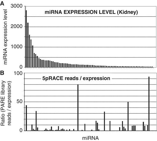  Discordant correlation between miRNA expression and PARE library representation reveals miRNA-specific polyadenylation. ( A ) MiRNA-expression in the adult kidney as determined by microarray. ( B ) The ratio of mature miRNA representation in the kidney PARE library relative to expression, indicating little correlation. Each bar represents an individual miRNA, ordered as in (A). 