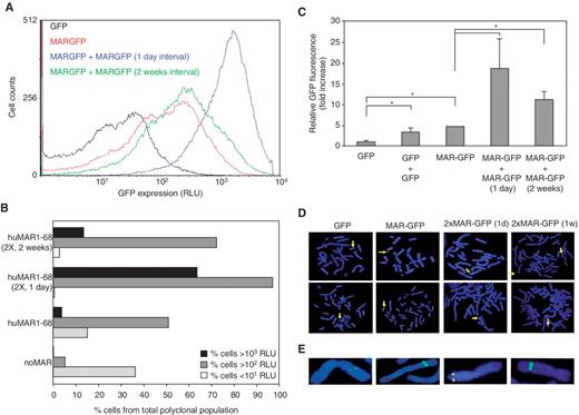 Analysis of the effect of MARs and successive stable transfections on gene transfer and expression. CHO DG44 cells were co-transfected with the GFP expression vector devoid of MAR element (GFP, dark line), or with the vector containing MAR 1–68 (MAR1–68GFP, red line), and with the pSVpuro plasmid mediating resistance to puromycin. Some of these cells were submitted to a second transfection with the same GFP expression vector but with a selection plasmid mediating neomycin resistance, either on the day following the first transfection (blue line) or after 2 weeks of selection for puromycin resistance (green line). After 2 weeks of selection for puromycin (single transfections), or 3 weeks of selection for both puromycin and neomycin resistance (double transfections at 1 day interval), or 2 weeks of selection for puromycin followed by the second transfection and two weeks of neomycin resistance selection (double transfections at 2 weeks interval), eGFP fluorescence was quantified by cytofluorometry. (A) Fluorescence distribution in polyclonal populations of GFP-expressing cells. The cell fluorescence profiles shown are representative of four independent experiments. (B) Histogram showing the percentage of total cells corresponding to non/low-expressors that display <10 relative light units (RLU), or cells that display medium and high (>100 RLU) or very-high (>1000 RLU) GFP fluorescence, as determined from the analysis of stable cell pools as shown in panel A. (C) The mean GFP fluorescence of each stable polyclonal cell pool was normalized to that obtained from the transfection of MARGFP and the average and standard deviation of four independent transfections is shown as a fold increase over the fluorescence obtained by one transfection without a MAR. Asterisks indicate significant differences in GFP expression (Student's t-test, P < 0.05). (D) FISH analysis of eGFP transgene chromosomal integration sites in cells singly or doubly transfected with or without the human MAR. Metaphase chromosomes spreads of stable cell pools were hybridized with the GFP plasmid without MAR, and representative illustrations of the results are shown. (E) Enlargements of chromosomes are shown to illustrate differences in fluorescence intensities.
