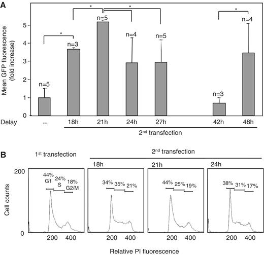 Determination of the optimal timing between successive transfections. (A) Stable polyclonal populations were generated by a single transfection (minus symbol) or by two consecutive transfections of the MAR-GFP expression plasmid with the indicated time intervals. After 2 weeks of selection, mean GFP expression of the total polyclonal populations was determined. Fluorescence levels were normalized to the maximal values obtained and they are displayed as the fold increase over the expression obtained from a single transfection where n corresponds to the number of independent transfections. Asterisks indicate significant differences in GFP expression (Student's t-test, P < 0.05). (B) Analysis of cell cycle progression. At the time of first and second transfections, CHO cells were harvested and stained with propidium iodide (PI) and fluorescence was analyzed by cytofluorometry. The distribution of relative PI fluorescence represents the amount of genomic DNA per cell. The percentage of the population associated to each cell cycle state (G1, S, G2/M) is as indicated.