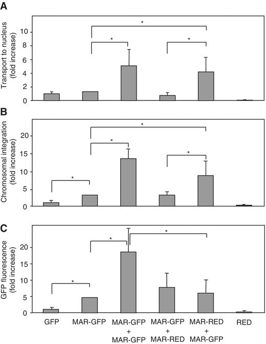 DNA transport, integration and expression upon successive transfections. (A) Amount of GFP transgenes transport into cell nuclei during single and double transient transfections with GFP or DsRed plasmids with or without a MAR. MAR-GFP + MAR-RED corresponds to a double transfection where MAR-GFP is transferred during the first transfection, whereas MAR-RED was used in the second transfection. Nuclei were isolated and total DNA was extracted one day after a single or after the second transfection, and the number of GFP transgenes transported into the nuclei was quantified by qPCR. Results were normalized to that of the reference CHO cell genomic GAPDH gene and represent the mean of four independent transfections. (B) Effect of the MAR and successive transfections on integrated GFP transgene copy number. Total genome-integrated transgene DNA was extracted from the previously described GFP-expressing cells after 3 weeks of selection of stable polyclonal cell pools, and DNA was quantified as for panel A. (C) Effect of MAR and successive transfections on GFP expression. The GFP fluorescence levels of the stable cell pools analyzed in panel B were assayed by cytofluorometry.