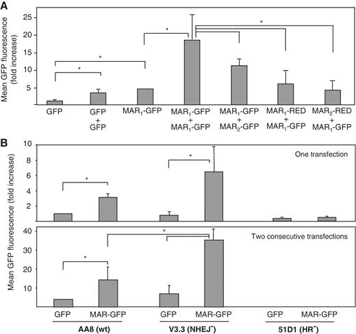 The MAR, plasmid homology and homologous recombination mediate high transgene expression. (A) Stable polyclonal cell pools were generated by the transfection of plasmids bearing different transgenes (GFP or DsRed), MAR (MAR1 for the human 1–68 or MAR2 for the chicken lysozyme MAR), and/or bacterial resistance gene (ampicillin or kanamycin), and the relative average GFP fluorescence of four independent transfections are shown as the fold increase over that obtained from one transfection without MAR. Asterisks show significant differences in GFP expression (Student's t-test, P < 0.05). (B) Stable transfections with GFP or MAR1-68GFP plasmids were performed in the parental CHO cell line (AA8) and in mutants deficient either in the homologous recombination (51D1) or non-homologous end-joining (V3.3) pathway. The mean GFP fluorescence of each stable polyclonal cell pool generated from single (top panel) or two consecutive (bottom panel) transfections were normalized to that obtained from AA8 cells singly transfected with the MAR-devoid plasmid. Asterisks indicate significant differences in GFP expression (Student's t-test, P < 0.05). No stably transfected cells were obtained form the double transfection of 51D1 cells.