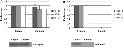  Stability of miRNA and Ago2. (A) MCF7 cells were lysed in a buffer containing no protease or phosphatase inhibitors and either frozen or left at room temperature for 2 months. (B) Serum-free conditioned media obtained after incubation with MCF7 cells monolayer for 24 h was either frozen or left at RT for 2 months. The species of miRNAs and Ago2 content were analyzed by TaqMan miRNA qRT–PCR assays and western immunoblot, respectively, in both lysates and conditioned medias. Data presented as a fold change at 2 month point versus 0 point (frozen samples), each bar represents mean (SD) of three independent RNA isolations ( n  = 3). Cel-miR-39 was used as normalization control. 