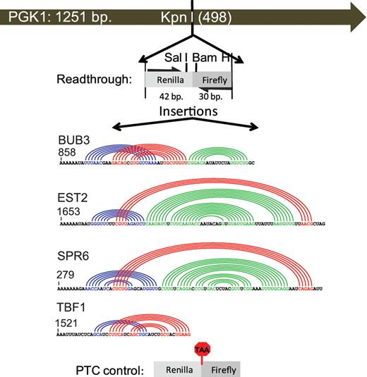 Schematic of PGK1 reporter vectors used to monitor the effects of −1 RF signals on mRNA stability. The indicated Renilla and firefly luciferase derived sequences from pJD375 were cloned into the unique KpnI restriction site in a high copy PGK1 expression vector to create the readthrough control (pJD753). The indicated −1 RF signals derived from BUB3, EST2, SPR6 and TBF1 were cloned into SalI/BamHI digested pJD753. Colored arcs depict computationally predicted base-paired stems (17). The premature termination control (PTC) was constructed by mutagenizing pJD753 to create an in-frame TAA codon.