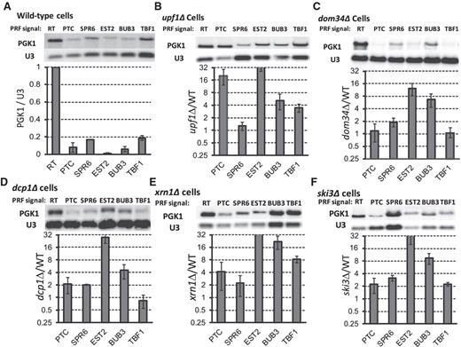 Cellular −1 RF signals can decrease mRNA steady-state abundance in yeast. The −1 RF signals from SPR6, EST2, BUB3 and TBF1 were cloned into a PGK1 reporter minigene such that frameshift events would cause elongating ribosomes to encounter premature termination codons (PTC). Readthrough (RT) and in-frame PTC containing reporters are included as controls. Northern blots of total mRNAs extracted from logarithmically growing cells were probed with a reporter-specific oligonucleotide (PGK), stripped and re-hybridized with a U3 snoRNA-specific probe for normalization. All blots were repeated at least three times. (A) Steady-state abundance of reporter mRNAs in wild-type cells. Graph shows abundances of test mRNAs relative to the readthrough control. (B) Same as panel A, but in upf1Δ cells. Graph plots abundance of specific test mRNAs in upf1Δ versus wild-type cells. (C–F) These panels are similar to panel B, except that samples were extracted from dom34Δ, dcp1Δ, xrn1Δ and ski3Δ cells respectively. Bars denote standard errors.
