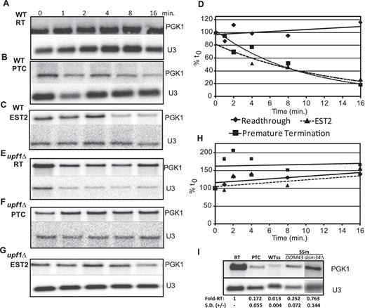 The EST2 −1 RF signal at position 1652 destabilizes mRNA primarily through NMD. (A–H) The readthrough control, in-frame PTC control and EST2 −1 RF containing PGK1 reporters were introduced into either wild-type (A–D) or upf1Δ (E–H) cells harboring the temperature-sensitive rpb1-1 allele of RNA polymerase II. Total mRNAs were harvested from cells after temperature shift at the indicated timepoints, and Northern blots were probed using the PGK1 reporter-specific and U3 snoRNA specific probes. Graph in panel D plots normalized PGK1 reporter mRNA abundances in wild-type cells, and graph in panel h plots these data in upf1Δ cells. (I) The wild-type A AAA AAT slippery site of the EST2 −1 RF signal in the PGK1 reporter was changed to G AAG AAC, and steady state northern blot analyses were performed using mRNAs extracted from cells expressing the readthrough control, the in-frame PTC containing control, and cells expressing either the wild-type or mutant slippery sites. WTss denotes the wild-type slippery site. SSm denotes the slippery site mutant. DOM34 and dom34Δ denote isogenic wild-type and dom34Δ cells. Fold-RT denotes fold readthrough control. SD (±) denotes standard deviation.