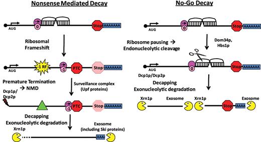 −1 RF signals can function as mRNA destabilizing elements through the nonsense-mediated mRNA and NGD Pathways. Left panel (A) −1 RF event directs an elongating ribosome to encounter a premature termination codon (PTC). This leads to recruitment of the surveillance complex (Upf proteins), leading to mRNA decapping and 5′ → 3′ degradation by Xrn1p and deadenylation and 3′ → 5′ degradation by the degradasome. Right panel: the mRNA pseudoknot in a −1 RF signal causes elongating ribosomes to pause, recruiting the Dom34p/Hbs1p complex, thus initiating NGD.