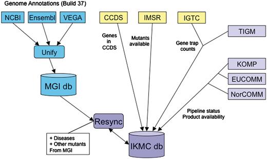 进入IKMC数据库的信息流示意图。IKMC数据库和门户网站有助于IKMC参与者之间的基因选择、优先排序和协调（紫色阴影）。数据每天更新。IKMC的主基因列表通过与MGI数据库中表示的基因同步来维护。MGI非冗余小鼠基因目录是通过比较和统一来自Ensembl、Vega和NCBI（蓝色阴影）的基因组注释建立的。然后，IKMC数据库中的基因记录将使用来自许多资源的附加信息进行注释，包括MGI、NCBI（CCDS）、IMSR、IGTC和IKMC生产中心和存储库。
