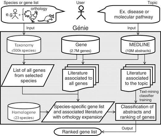 Flow chart of the Génie web tool and algorithm. As an example, a user could query human genes related to a disease or a molecular pathway using chicken and rat orthologs. Usage of orthology information is optional. Data are extracted from four NCBI databases: Taxonomy, Gene, MEDLINE and HomoloGene. As the retrieved literature associated to the topic may not be complete, it is used to train a text mining classifier that will select relevant gene literature. The output gene list (human genes in the given example) is ranked using Fisher’s statistics.