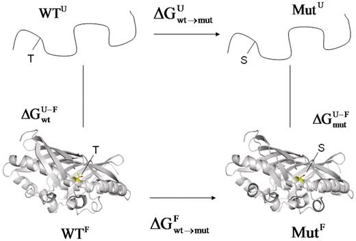 The thermodynamic cycle can be used to calculate protein stability changes between wild-type and mutant proteins.
