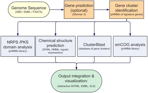 Outline of the pipeline for genomic analysis of secondary metabolites. Genes are extracted or predicted from the input nucleotide sequence, and gene clusters are identified with signature gene pHMMs. Subsequently, several downstream analyses can be performed: NRPS/PKS domain analysis and annotation, prediction of the core chemical structure of PKSs and NRPSs, ClusterBlast gene cluster comparative analysis, and smCOG secondary metabolism protein family analysis. The output is visualized in an interactive XHTML web page, and all details are stored in an EMBL file for additional analysis and editing in a genome browser. A Microsoft Excel file with an overview of all detected gene clusters and their details is also generated.