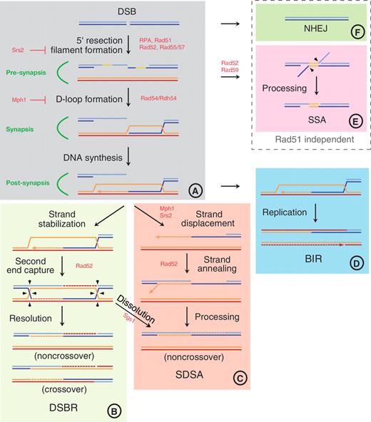 the leading strand template forms a priming loop models for the repair of dna double strand breaks dna the leading strand template forms a priming loop models for the repair of dna double strand breaks dna