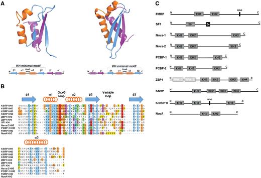 ( A ) KH fold. (Top) Cartoon representation of the structure of a type I KH domain (Vigilin KH6, PDBID: 1VIH) and a type II KH domain (ERA C-terminal domain PDBID: 1EGA). (Bottom) Topology of type I KH domains (eukaryotic) and type II KH domains (prokaryotic). ( B ) Sequence alignment of the KH domains discussed in this manuscript. ( C ) Domain organization of the KH domain-containing proteins discussed in this manuscript.