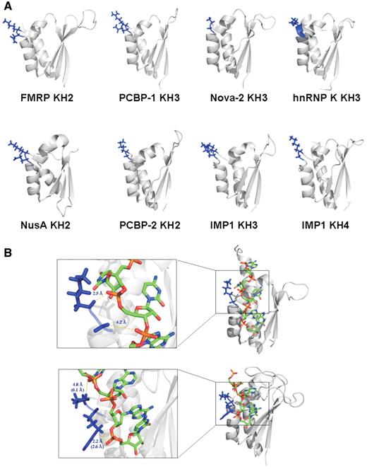 The GxxG loop is solvent exposed in the free protein and contacts the backbone of the RNA ligands. ( A ) Cartoon representation of the structure of eight KH domains. The side chains of amino acids of the GxxG loop are displayed in blue. ( B ) The Nova-2 KH3–RNA (top) and SF1 KH–RNA (bottom) complexes. The protein structure is displayed as a cartoon while the RNA is represented by a stick model. For SF1 the lowest energy NMR structure of the bundle is displayed. On the left are blow ups of the structures that detail the GxxG–RNA interaction. For the X-ray structure of Nova-2 we report the shortest distances between the RNA phosphates and the first and second variable amino acid of the GxxG loop. For the NMR structure of SF1 we report the equivalent distances measured over the bundle of ten structures and in the lowest energy structure (brackets).
