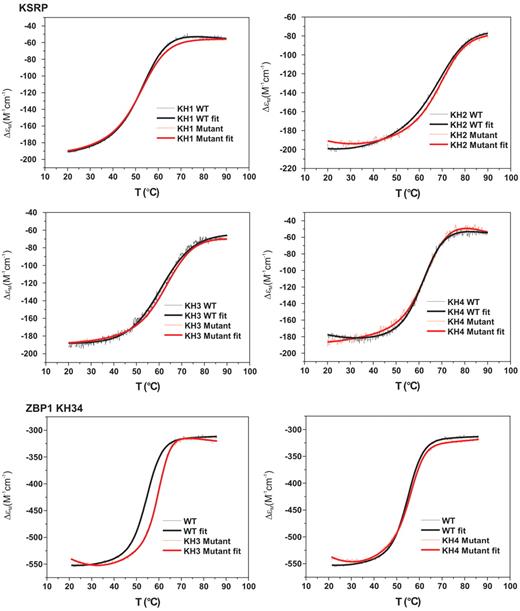 The GDDG mutation does not destabilize the KH domain. Thermal stability of the GDDG mutants. 220-nm CD signal of wild-type (black) and mutant(s) (red) domains as a function of temperature (thin lines). The data are fitted using a two-state folded-to-unfolded model (thick line). The midpoint of the transition between the folded and unfolded state is indicated as a dashed line and reported in Supplementary Table S2 . Five of the six mutants show only negligible changes in stability. The sixth mutant (KH3 of ZBP1) shows a modest stabilization, with a ∼5°C shift in the measured Tm .