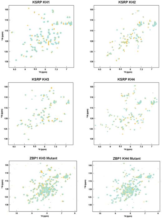 The GDDG mutation does not change the fold of the KH domain. Superimposition of 1 H– 15 N correlation spectra of wild-type (cyan) and mutant (orange) for the KH1, KH2, KH3, KH4 domains of KSRP and KH34 di-domain of ZBP1 proteins. The limited changes we observe confirm that the domains maintain their folded state.