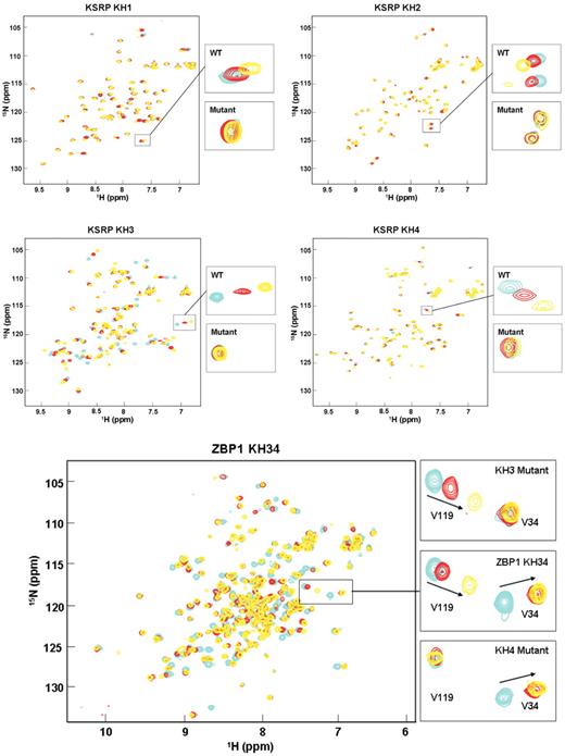 The GDDG mutation abolishes RNA binding. Superimposition of 1 H– 15 N correlation spectra recorded during titrations of (top) the KSRP KH1, KH2, KH3 and KH4 with increasing amounts of respectively of UUGGG, UUUAG, UGGGU and UAGGG oligos, the highest affinity SIA-selected RNA sequences known to bind to these domains ( 28 ) and (bottom) the ZBP1 KH3/KH4 construct with increasing amounts of the GCACACCC target sequence ( 32 , 33 ). A subset of resonances of the free protein (cyan) shift when 1 (red) and 4 (yellow) equivalents of RNA are added, reporting on the binding. The main panels display the backbone amide region of the spectra, while the insets provide a comparison between the behaviour of representative resonances in wild-type and mutant. In (wild-type) ZBP1 KH34 spectrum resonances of both KH3 and KH4 are shifting upon RNA addition, while in the KH3 and KH4 mutants spectra only resonances of the non-mutated domain (KH4 and KH3 respectively) are shifting.