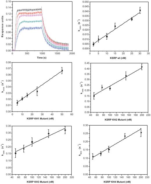 RNA binding by the wild-type and mutant four-domain KSRP constructs. Top left—Association and dissociation of the wild-type KSRP protein to a 42-mer TNFα ARE immobilized on a BLI sensor. Protein concentrations are 5, 10, 15, 20 and 30 nM. Other panels—The kOBS measured in five experiments (wild-type and the four GDDG mutants) are plotted against protein concentrations.