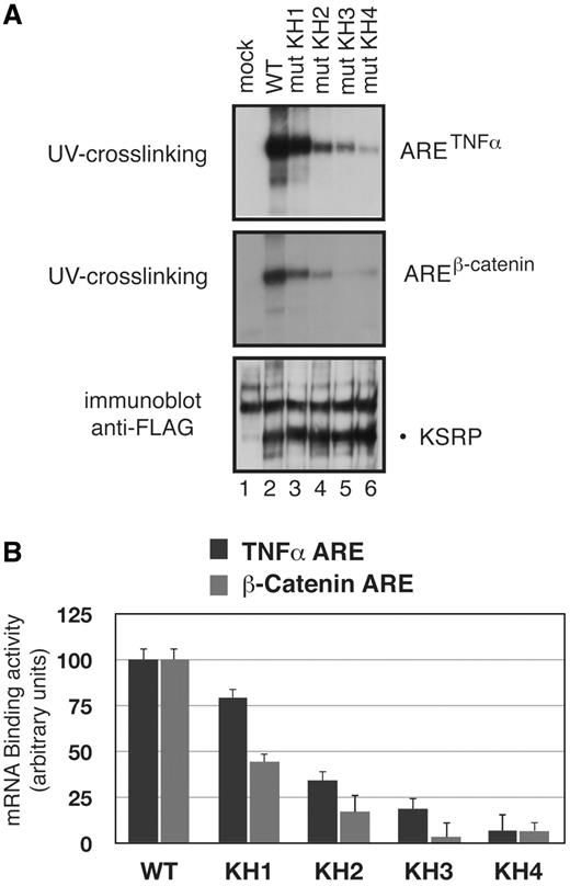 Interaction of wild-type and KSRP GDDG mutants with TNFα and β-catenin ARE RNA. ( A ) Aliquots (200 µg) of total extracts from HEK-293 cells transiently transfected with either wild-type Flag-tagged nearly full-length KSRP (amino acids 47–711) or its GDDG mutant derivatives (or with the empty vector, mock) were assayed for binding to in vitro synthesized 32P-labelled TNFα and β-catenin ARE RNAs. After UV-crosslinking, the reactions were immunoprecipitated with anti-Flag antibody, separated by SDS–PAGE, and autoradiographed (top panels). Immunoprecipitates presented in the top panels were analyzed by immunoblot analysis using anti-Flag antibody (the slower-migrating bands in the blot correspond to non-specific immunoreactivity). An experiment representative of the three performed is shown. ( B ) Bands in the UV-crosslinking experiments displayed in panel a and in the autoradiograms from two other independent experiments were analyzed by densitometric scanning (ImageJ64 software), normalized for the levels of anti-Flag immunoreactivity and presented as average ± SEM.