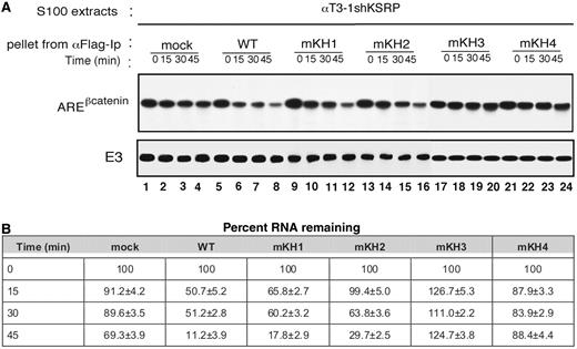 β-catenin mRNA degradation assays. ( A ) In vitro RNA degradation assays performed using 2.5 µg of S100 extracts from αT3-1 shKRP cells ( 20 ) incubated with Flag-tagged wild-type KSRP or its GDDG mutant derivatives immunopurified from transiently transfected HEK-293 cells. Internally 32 P-labelled, capped RNA substrates were incubated with the extracts for the indicated times, and their decay was analyzed as described in the Experimental Procedures. Please note that for technical reasons samples of KH1 and KH2 and KH3 and KH4 GxxG mutants were analysed on two gels run in parallel and are collated here for clarity. ( B ) The intensity of the bands corresponding to β-catenin mRNA were quantitated using ImageJ software ( http://rsb.info.nih.gov/ij/index.html ) and expressed as percentage of the intensity of the mRNA present at 0 time points.
