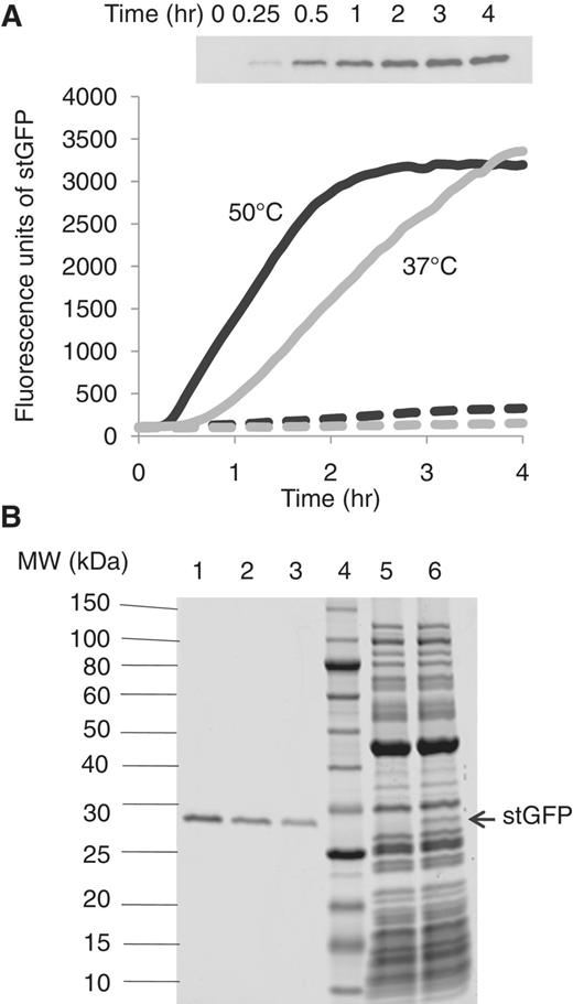 (A) Real-time monitoring of the fluorescence of stGFP synthesized in the reconstituted T. thermophilus system at 37°C (grey solid line: with stGFP mRNA and grey dashed line: without mRNA) and 50°C (black solid line: with stGFP mRNA and black dashed line: without mRNA). Inset: western blot analysis of aliquots taken from the 50°C reaction containing stGFP mRNA at different time points using an antibody specific to stGFP. (B) SDS–PAGE analysis of aliquots of the translation reactions at 4 h in the presence (lane 6) or absence (lane 5) of stGFP mRNA. Different amounts of purified recombinant stGFP are loaded on the same gel in lane 1 (200 μg/ml), lane 2 (100 μg/ml) and lane 3 (50 μg/ml). The MW standards (run in lane 4) are indicated on the left.
