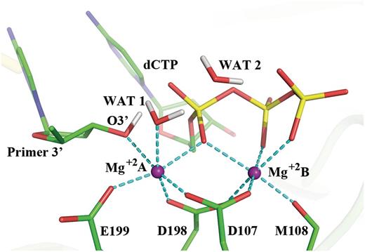  Active site of Pol κ ternary complex (( 32 ) and PDB ID: 2OH2) remodeled with MD as described in Computational Methods section. This structure was utilized to initiate the QM/MM–MD simulations. The octahedral coordination of the two Mg +2 ions is shown with the dashed lines and their distances are shown in Supplementary Figure S2 . Hydrogen atoms are not displayed for clarity except for the H(O3′) and the crystal water hydrogens. 