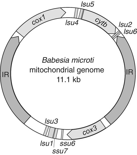  Circular organization of the Babesia microti mitochondrial genome. IR: inverted repeats; cox1 : cytochrome c oxidase subunit 1, cox3 : cytochrome c oxidase subunit 3, cytb : cytochrome bc complex subunit. The numbering of the ribosomal lsu and ssu genes fragments is performed according to the P. falciparum nomenclature. 