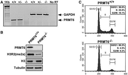  PRMT6 −/− MEFs harbor H3R2me2 hypomethylation and display growth defects. ( A ) Total cellular RNA was isolated from primary MEFs of the indicated genotype and subjected to semi-quantitative RT–PCR. The migration of the DNA fragments for PRMT6 and GAPDH is shown. The molecular weight marker is the 1 kb ladder and the gel was visualized using ethidium bromide. No RT denotes the absence of reverse transcriptase and is a control used to show that RNA was indeed amplified and not DNA. ( B ) Total cellular proteins from  PRMT6 +/+ and PRMT6−/− MEFs were separated by SDS–PAGE and subsequently immunoblotted with anti-PRMT6, anti-H3R2(me2a), anti-H3 and anti-α-Tubulin antibodies. ( C )  PRMT6 +/+ and PRMT6−/− MEFs growing in log phase were trypsinized, fixed in 75% MeOH, stained with PI and analyzed by flow cytometry. 