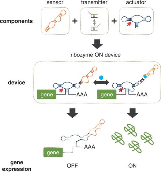 Schematic representation of modular assembly and mechanism of an RNA control device based on a ribozyme actuator. Ribozyme-based devices are constructed by modular assembly of three functional RNA components. A sensor (RNA aptamer) is linked to an actuator (hammerhead ribozyme) through a distinct information transmitter sequence (which directs a strand-displacement event and insulates the sensor and actuator components). Ribozyme-based devices are integrated into the 3′ untranslated region of the target gene and can adopt at least two functional device conformations, where each conformation is associated with different actuator and sensor activities. In the depicted example, a ribozyme ON device (upregulation of gene expression in response to increased input ligand concentration) adopts a ribozyme-active conformation associated with an aptamer ligand-unbound state, where ribozyme cleavage results in an unprotected transcript that is subject to rapid degradation by ribonucleases, thereby leading to a decrease in gene expression. The ribozyme-inactive conformation is associated with an aptamer ligand-bound state, such that ligand binding to the aptamer stabilizes the ribozyme-inactive conformation, thereby leading to an increase in gene expression in response to ligand.