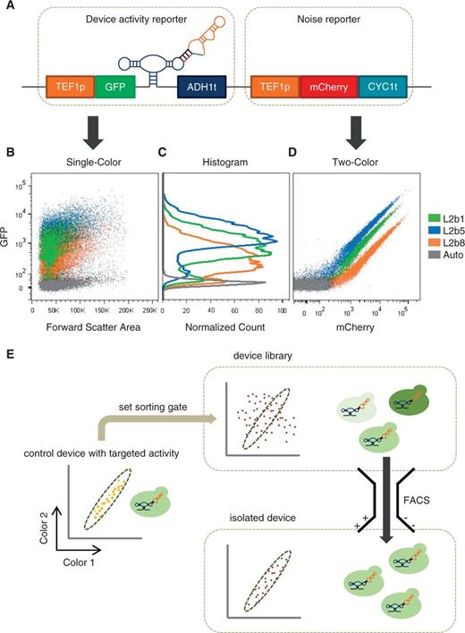A high-efficiency, quantitative cell-based screening strategy for genetic devices based on a two-color screening construct. ( A ) The two-color screening construct is composed of two independent activity reporters. The device activity reporter measures the gene-regulatory activity associated with the device from GFP fluorescence, whereas the noise reporter measures the variation in cellular gene expression level that is independent of the regulatory device from mCherry fluorescence. ( B ) Single-color (GFP) scatter plots of three ribozyme-based devices that span a wide range of gene-regulatory activities, as measured by their mean values, and cellular autofluorescence from a construct containing no fluorescence reporter gene exhibit significant overlap due to noise associated with gene expression. ( C ) Single-color (GFP) histograms illustrate that isolation of a device with a specific gene-regulatory activity based on a single reporter output is inefficient due to overlapping population distributions. ( D ) The gene expression levels of individual cells can be normalized by correlating the device and noise reporter outputs from the two-color screening construct. Cell populations harboring the three ribozyme-based devices in (B) can be cleanly resolved on a two-color scatter plot, where each population exhibits a tight linear relationship between the two outputs. ( E ) The two-color screening strategy is based on the output correlation between the two reporter modules. A library of control devices can be integrated in the two-color screening construct and transformed into the target cell host. The sorting gate is set by the two-color correlation (slope) associated with a control device that exhibits a target gene-regulatory activity and applied to the library to specifically isolate a cell population that exhibits similar activity (slope).