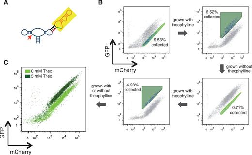 Screening of a sensor library within the device platform demonstrates the high enrichment efficiency of the two-color sorting strategy. ( A ) A sensor library, sN10, is generated by randomizing 10 nucleotides at key positions within the aptamer component in a previously engineered theophylline-responsive ribozyme-based device, L2b8. ( B ) The sN10 library is subjected to two sorting rounds. Each round consists of one negative sort in the absence of theophylline (light green gate set by the activity of the parent L2b8 device in the absence of theophylline), followed by one positive sort in the presence of theophylline (dark green gate set by the activity of the parent L2b8 device in the presence of 5 mM theophylline). Percentage of cells collected in the sorting gate is indicated on each plot. ( C ) After two sorting rounds, the enriched pool was analysed by flow cytometry in the absence and presence of theophylline (theo). A gate was set by the library population in the absence of theophylline. Upon addition of theophylline, ∼98% of the population within the gate shifted, suggesting that the majority of the population exhibits switching activity.