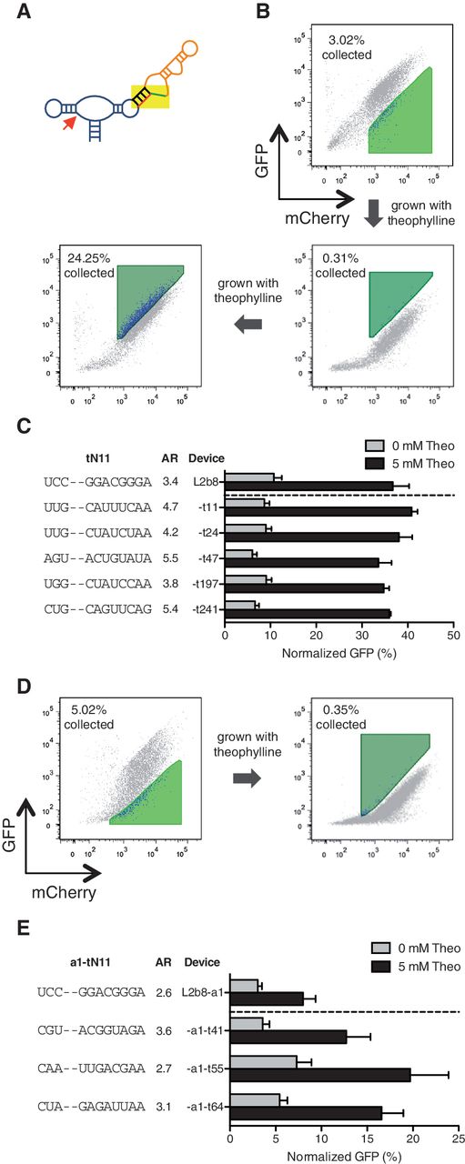 Screening of transmitter libraries within the device platform results in transmitter variants that exhibit improved activation ratios. ( A ) Two transmitter libraries, tN11 and a1-tN11, are generated by randomizing 11 nucleotides within the transmitter components in the L2b8 (wild-type ribozyme actuator) and L2b8-a1 (enhanced ribozyme actuator) devices, respectively. ( B ) The tN11 library is subjected to one sorting round (negative and positive sort), followed by an additional positive sort to further enrich members of the library that exhibit equal or greater increases in gene-regulatory activities in response to theophylline. The negative (light green) and positive (dark green) sorting gates are set based on the activity of the parent L2b8 device in the absence and presence of 5 mM theophylline, respectively. ( C ) Transmitter variants isolated from the tN11 library screen exhibit improved activation ratios (AR), which are determined as the ratio of gene expression levels in the presence and absence of theophylline (theo). ( D ) The a1-tN11 library is subjected to one sorting round to enrich members of the library that exhibit equal or greater increases in gene-regulatory activities in response to theophylline. The negative (light green) and positive (dark green) sorting gates are set based on the activity of the parent L2b8-a1 device in the absence and presence of 5 mM theophylline, respectively. ( E ) Transmitter variants isolated from the a1-tN11 library screen exhibit improved activation ratios. Gene-regulatory activities are reported as described in Figure 4 C.