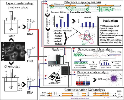 Study design overview. The same initial culture of S. cerevisiae strain CEN.PK-113-7D was used for DNA-seq (gray line) and transcriptome analysis to reduce technical variation and polymorphism. The strain was cultivated under two different metabolic conditions, in well controlled batch (red line) and chemostat (blue line) fermentation. From the triplicates’ cultures, samples for extraction of DNA and RNA were extracted. The extracted RNA was used, in parallel, for microarray analysis through Affymetrix platform (dash lines) and for RNA-seq (solid line). DNA-seq and RNA-seq were performed with the Illumina platform. DNA-seq data were used to identify the genetic variation (SNVs and indels) between the strain CEN.PK 113-7D and the reference strain S288 and to identify genetic variations in the microarray probes. The RNA-seq data were analyzed with the reference mapping approach and de novo assembly approach. The results obtained with different methods were compared and cross-compared with the results from microarray analysis.